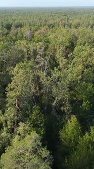 Aerial View of Trees in the Forest