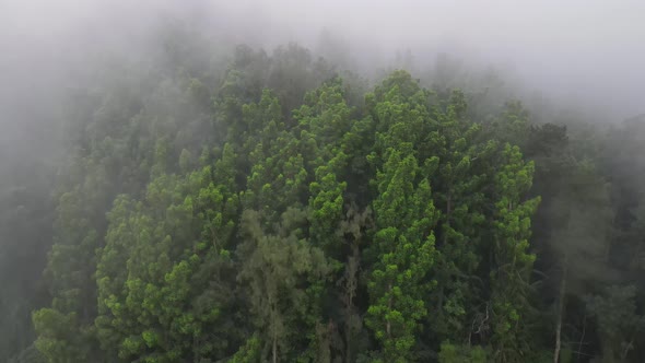 Aerial view of foggy rain forest in near village Indonesia