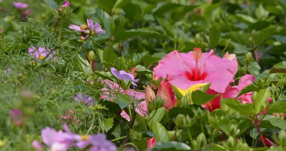 Chinese hibiscus flower plant