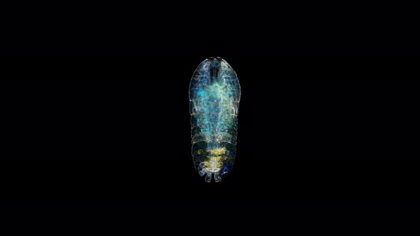Crustacea Under a Microscope, the Family Sapphirinidae, a Subclass of Copepoda, Order