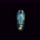 Crustacea Under a Microscope, the Family Sapphirinidae, a Subclass of Copepoda, Order - VideoHive Item for Sale