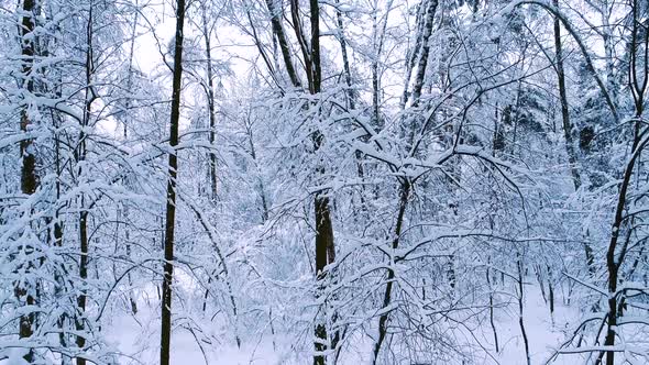 Snowy Branches in Forest. Winter Fairy Background