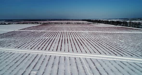 Aerial View of Blueberry Field in Winter