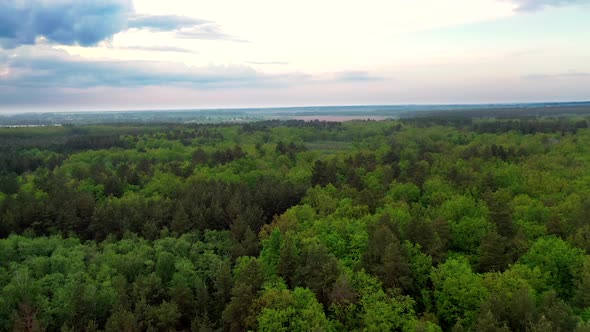 Drone view above forest. Aerial view of beautiful forest with different trees