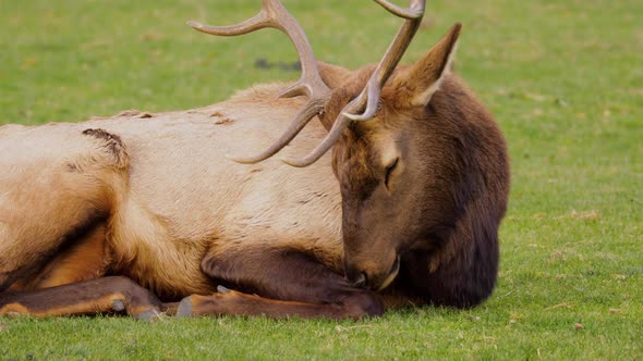 A herd of wild elks grazing on grass