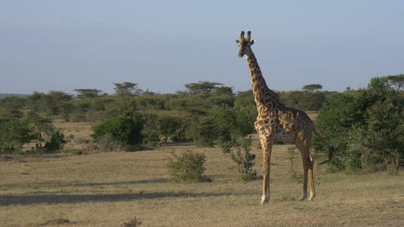 Giraffe in Maasai Mara National Reserve