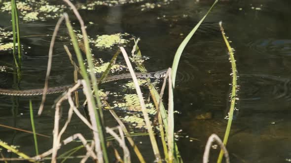 Water Snake Swims Through Marshes of Swamp Thickets and Algae. Slow Motion