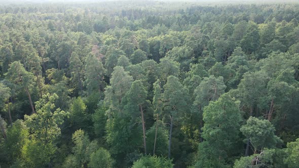 Green Forest with Trees By Day