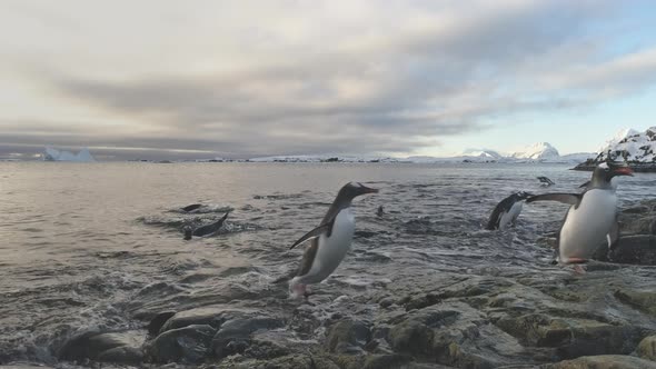 Gentoo Penguin Come To Antarctica Snow Shore