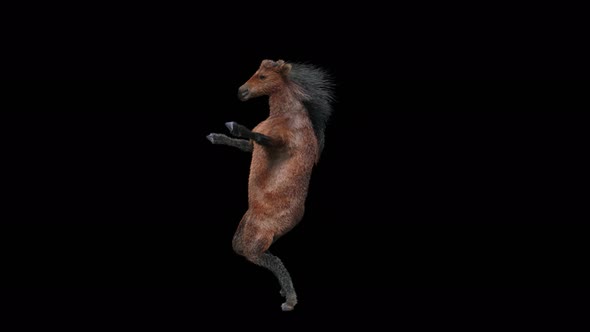 57 Horse Dancing 4K