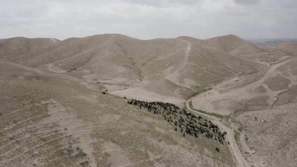 Sheep herd on desert hills, with some green grass after the rain. aerial view, Israel