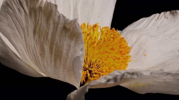 Macro shot of a Matilija Poppy over a black background