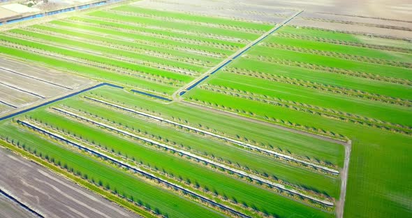 Irrigation Canals Divide Perfectly Shaped Juicy Green Fields