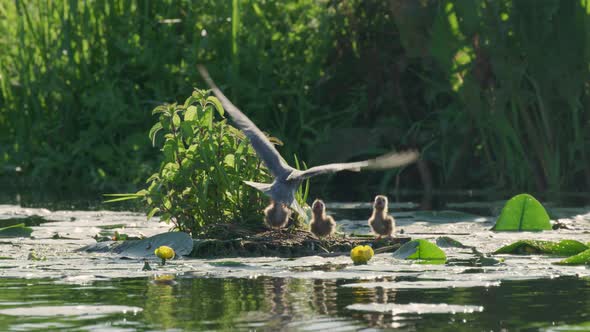 Slow Motion Shot of Mother Black Tern Feeding Her Young