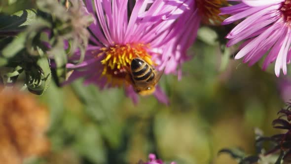 2018.10.18_6_1 The bee collects nectar and pollen from the flowers of the perennial aster.