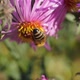 2018.10.18_6_1 The bee collects nectar and pollen from the flowers of the perennial aster. - VideoHive Item for Sale