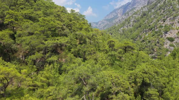 Aerial View Rocky Mountain Forest