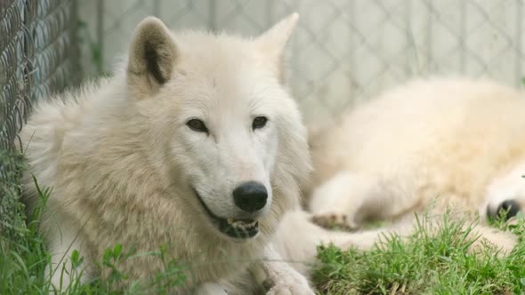 A Family of Arctic Wolves is Resting Lying on the Green Grass