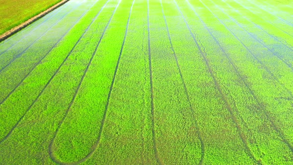 Aerial view of agriculture in rice sapling fields for cultivation