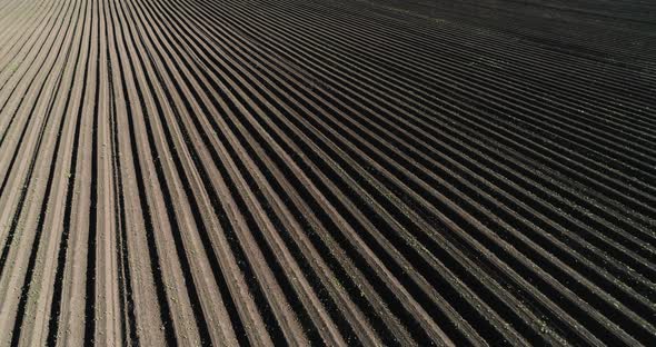 Straight, Long Rows In A Field Of Freshly Planted Carrots