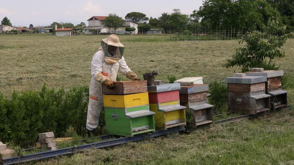 Beekeeper is working with bees and beehives