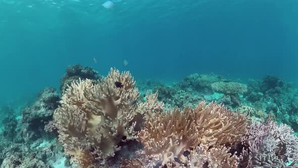 Coral Reef and Tropical Fish. Panglao, Philippines.