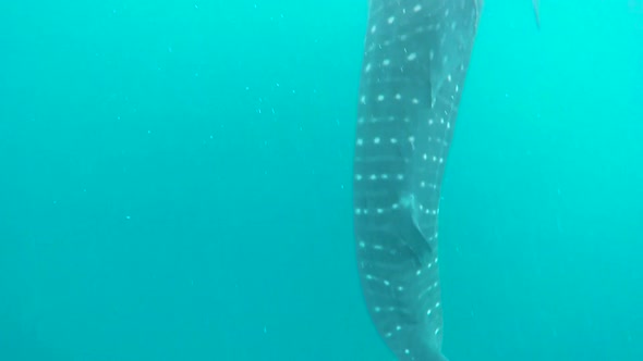 The long stretch of a whale shark starting from the tip of his tail to his giant head. shot in slow