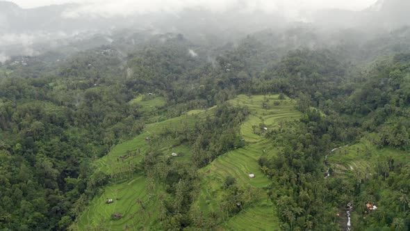 Wide drone circular pan of tropical rice fields, lush green