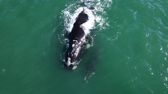 Overhead view of Southern Right Whale swimming with its calf; South African coastal waters