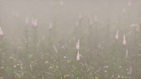 Wild Field Flowers in Deep Fog