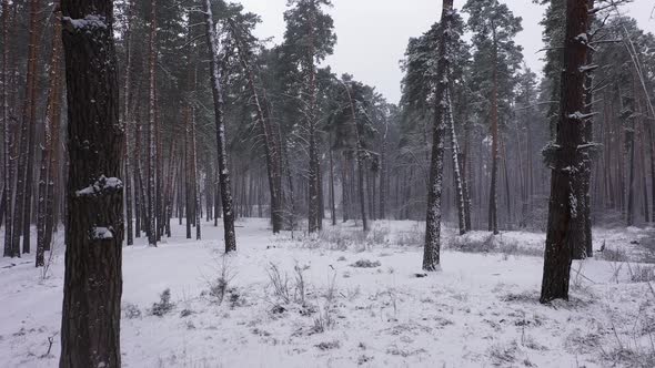 Tree On Field During Winter