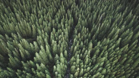 Aerial Top Down Pine Forest at Mountain River