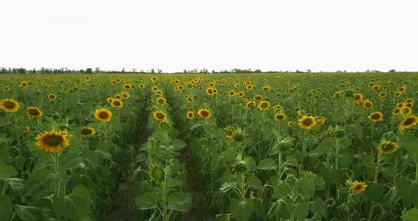 Low Flight Over A Large Field Of Yellow Sunflower