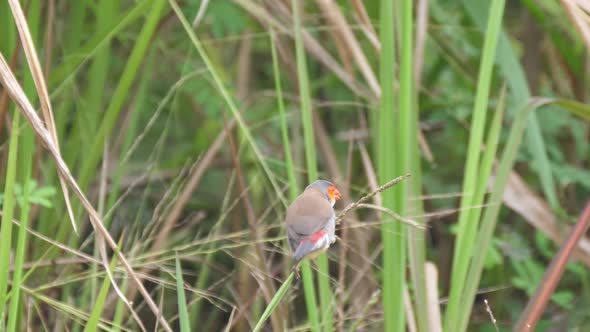 Orange-cheeked waxbill eating seeds from a plant