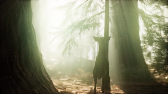 Extreme Slow Motion Deer Jump in Pine Forest