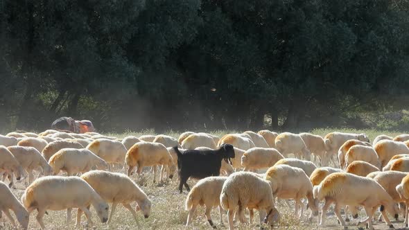 Large Flock of Sheep Makes Dust While Walking