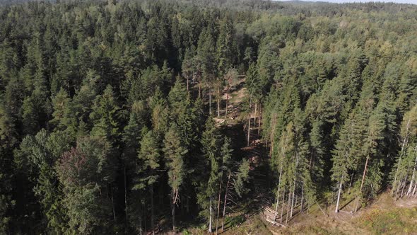 Logs of Chopped Trees Lie Among the Green Coniferous Forest Aerial View
