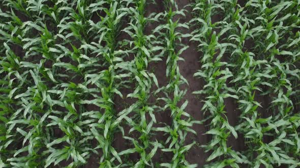 Flight over a field of corn, top view on corn crops. Video from a quadcopter.