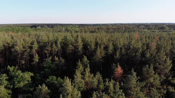 Aerial View on Pine Forest. Wood Park with Green Trees. View From Above