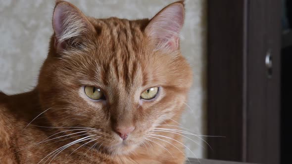 Portrait of Red Tabby Cat Curiously Posing with Yellow Eyes