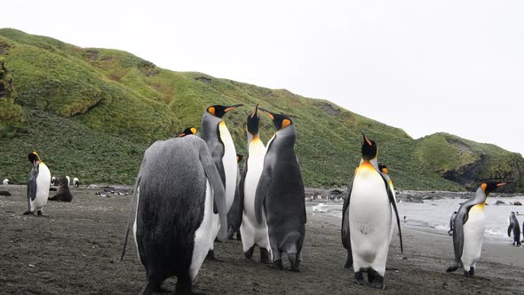 King Penguins on the Beach in South Georgia