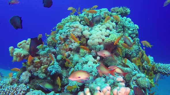 Colorful Underwater Reef