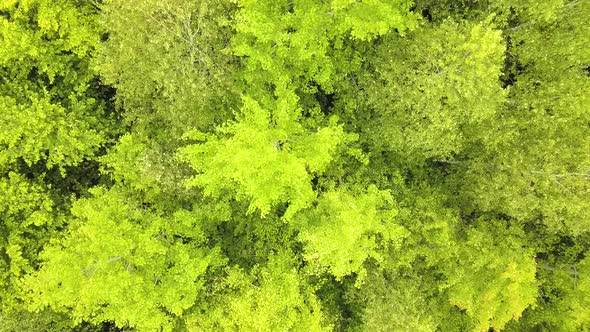 Aerial View of Green Forest with Canopies of Summer Trees Swaying in Wind