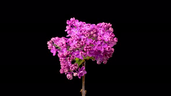 Beautiful Time Lapse of Opening Violet Flower of Lilac on a Black Background