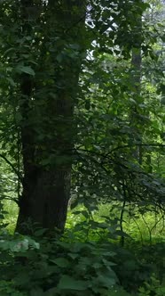 Vertical Video of a Forest with Trees