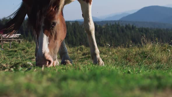 Brown Horse Grazing Eating Grass Summer Sun Tail Swish Slow Motion