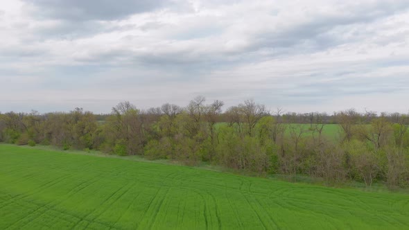 Agriculture Field And City