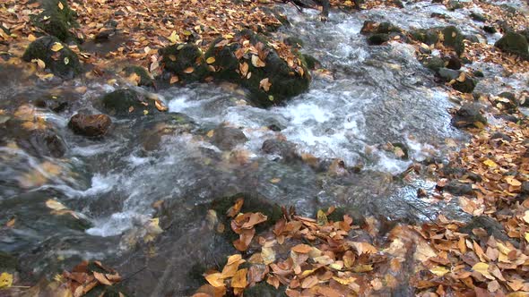 Stream Flowing Through Mossy Stones and Dry Leaves in Autumn Forest