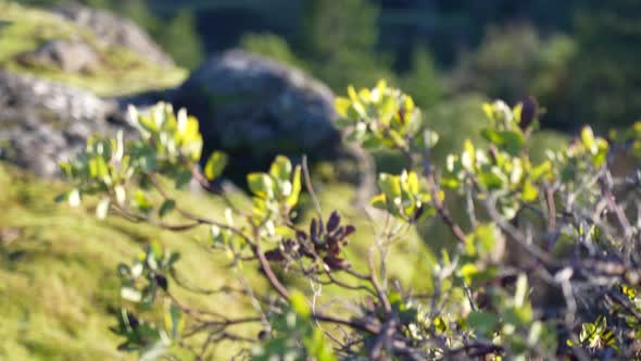 Close Up of a Bush on a Rock Bluff on Vancouver Island, Canada, Lone Tree Hill