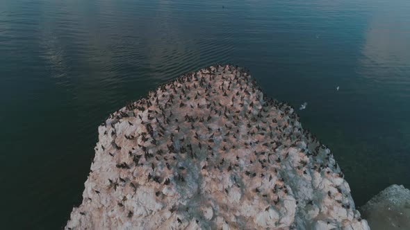 An Island with Cormorants on Lake Baikal